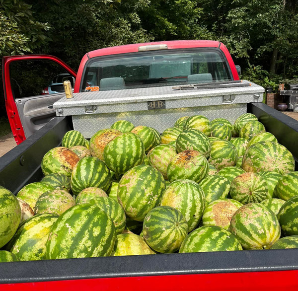 Anthony's watermelons